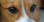 A close crop of the eyes of a tri-color Pembroke Welsh Corgi.